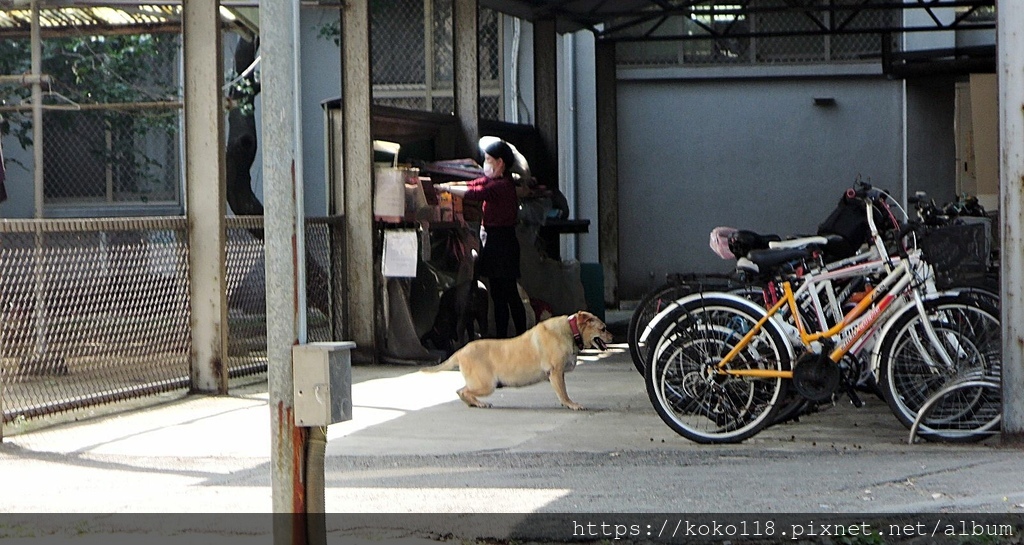 112.3.11 陽明交通大學博愛校區-校狗2.JPG