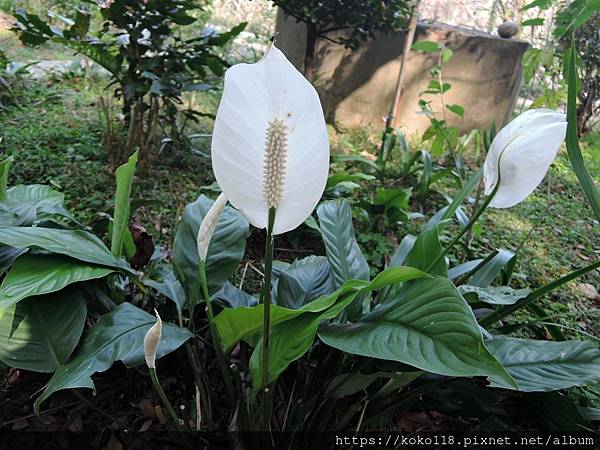 112.3.12 十八尖山-白鶴芋.JPG