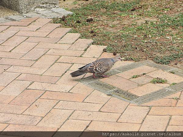 112.3.17 新竹公園-金背鳩.JPG