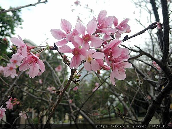 112.3.17 新竹公園-富士櫻3.JPG