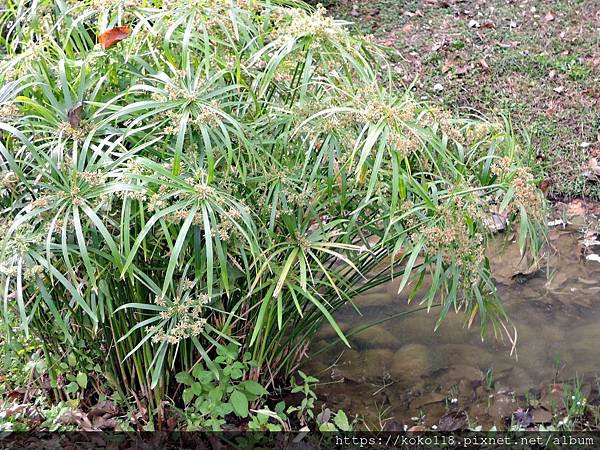 112.3.17 新竹公園-輪傘草.JPG