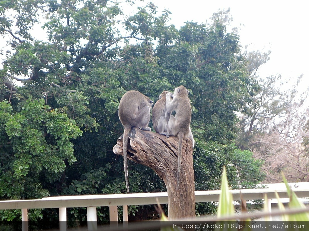 112.3.17 新竹動物園-馬來猴.JPG