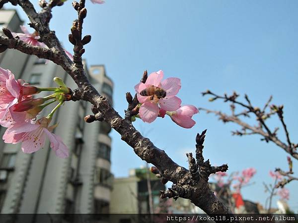 112.3.18 東山濕地生態教學公園外-富士櫻,蜜蜂.JPG