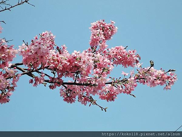 112.3.18 東山濕地生態教學公園外-富士櫻23.JPG