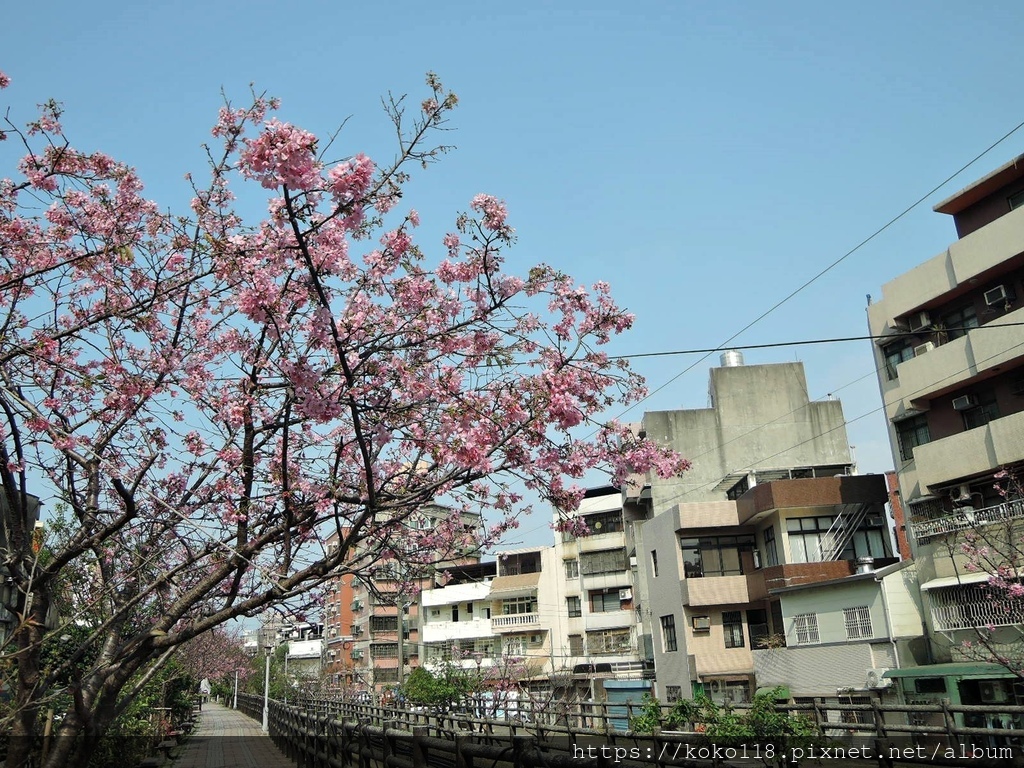 112.3.18 東山濕地生態教學公園外-富士櫻28.JPG