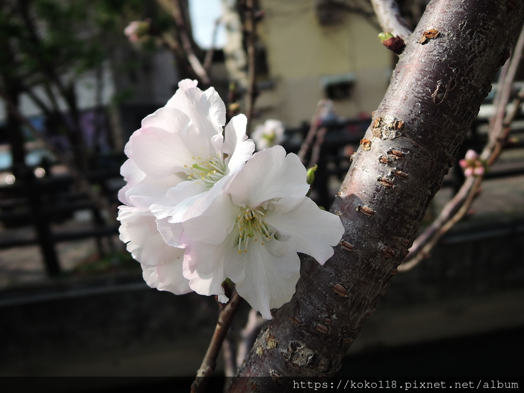 112.3.18 東山濕地生態教學公園外-墨染櫻12.JPG