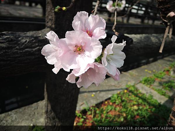 112.3.18 東山濕地生態教學公園外-墨染櫻11.JPG