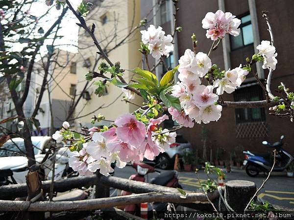 112.3.18 東山濕地生態教學公園外-墨染櫻19.JPG