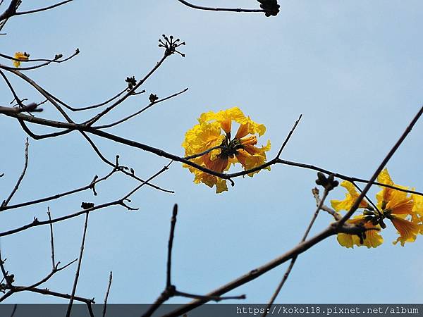 112.3.19 培英國中-黃花風鈴木3.JPG