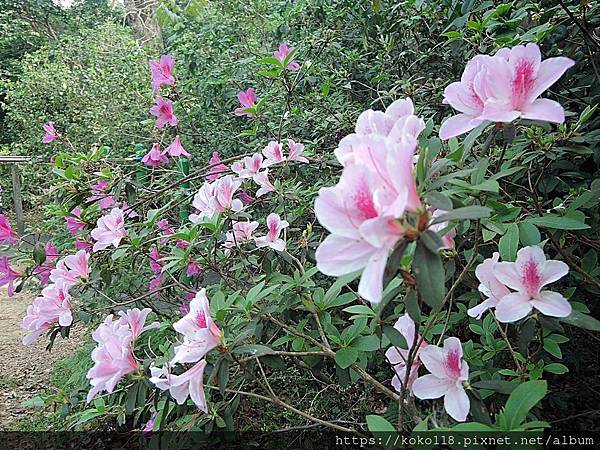 112.3.24 十八尖山-杜鵑花.JPG