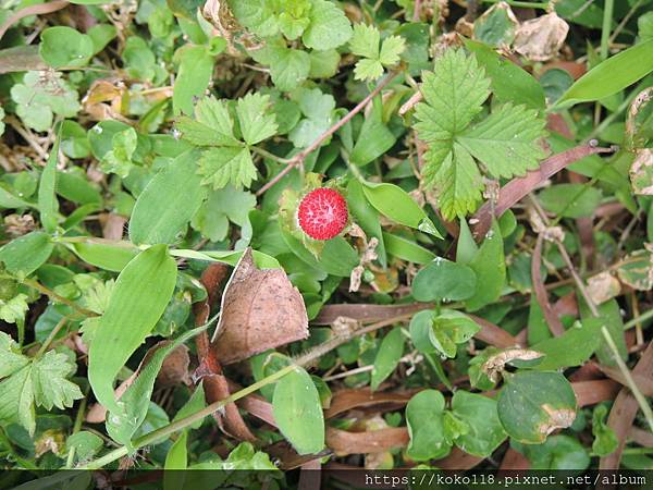 112.3.24 十八尖山-蛇莓.JPG