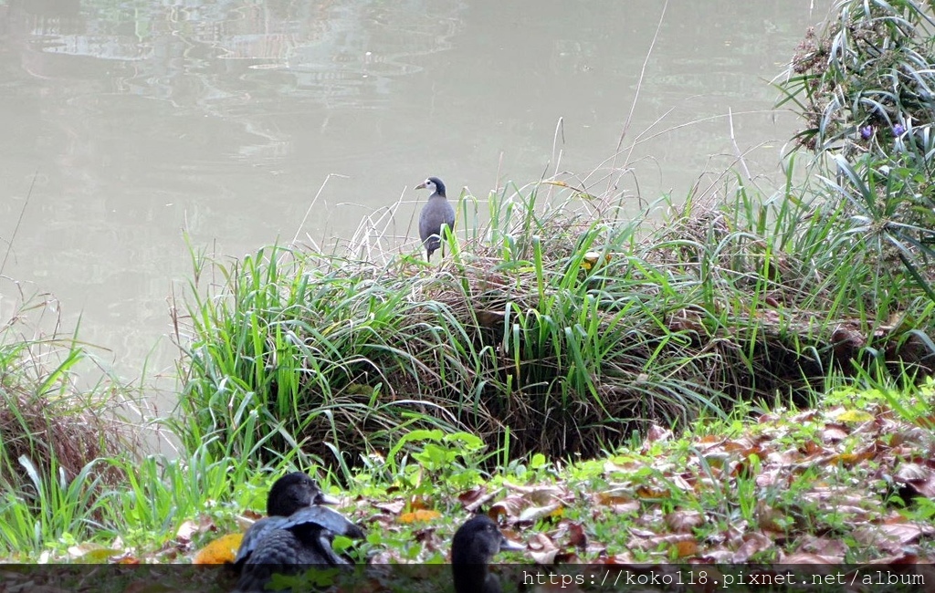 112.3.29 新竹公園-白腹秧雞.JPG