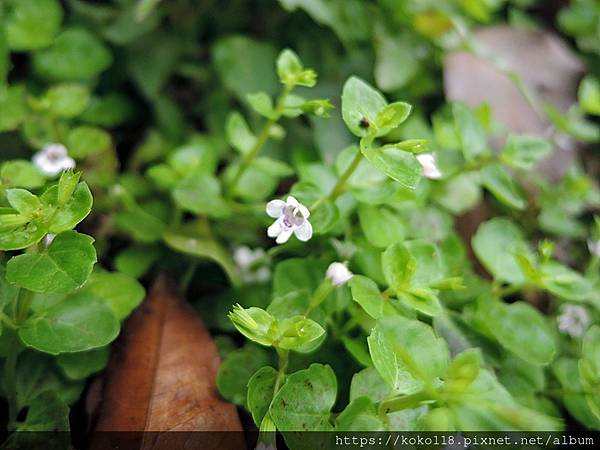 112.3.29 新竹公園-昆蟲館-伏生風輪菜(心葉水薄荷)2.JPG