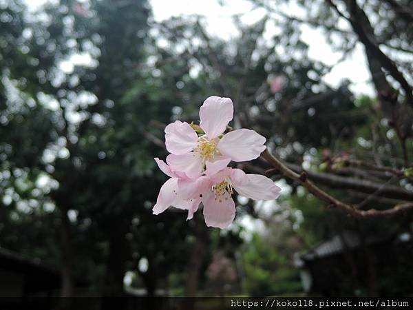 112.3.29 新竹公園-富士櫻.JPG