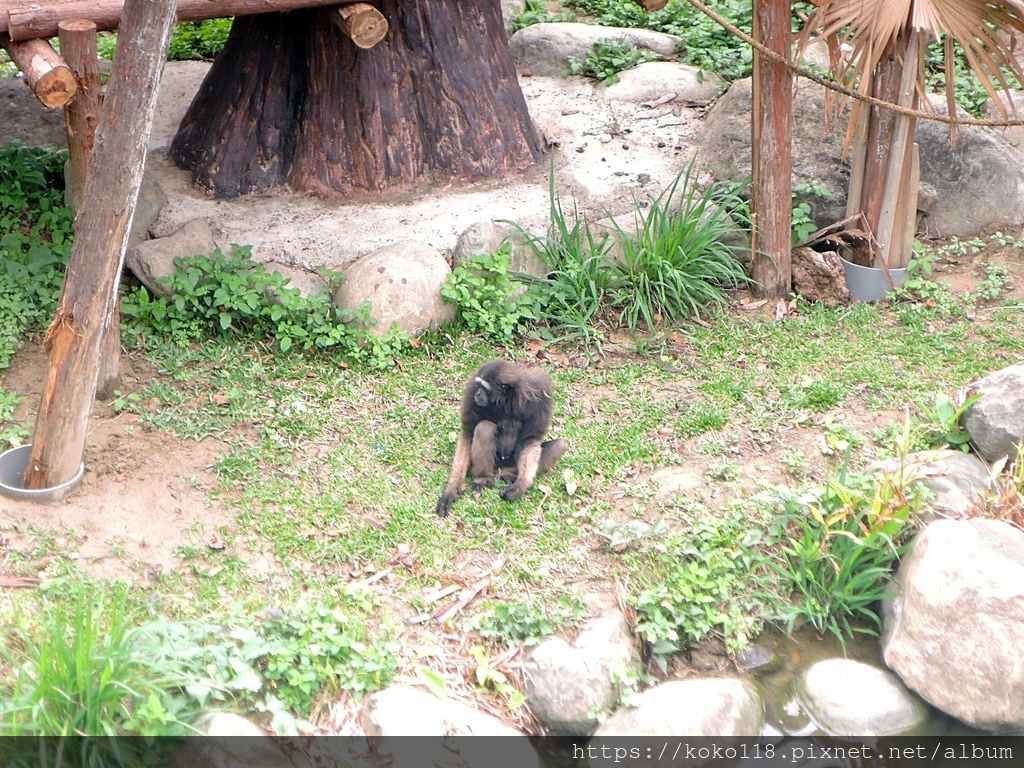 112.3.29 新竹動物園-灰長臂猿.JPG