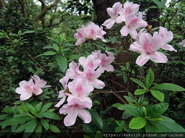 112.3.31 十八尖山-杜鵑花1.JPG