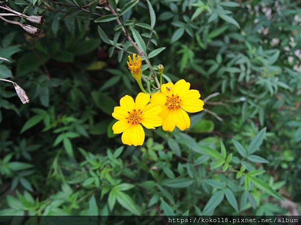 112.3.31 十八尖山-芳香萬壽菊.JPG