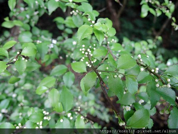 112.3.31 十八尖山-燈稱花.JPG