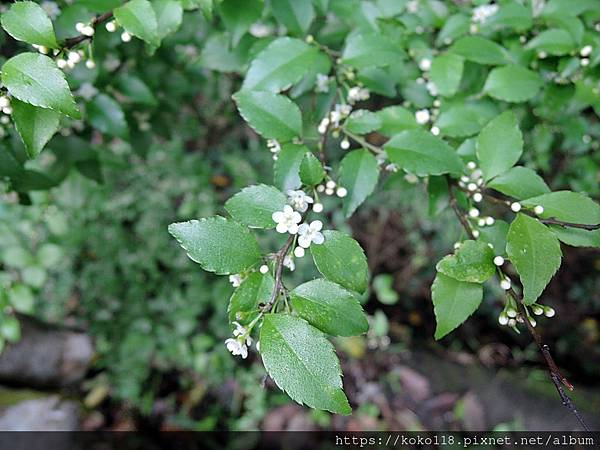 112.3.31 十八尖山-燈稱花1.JPG