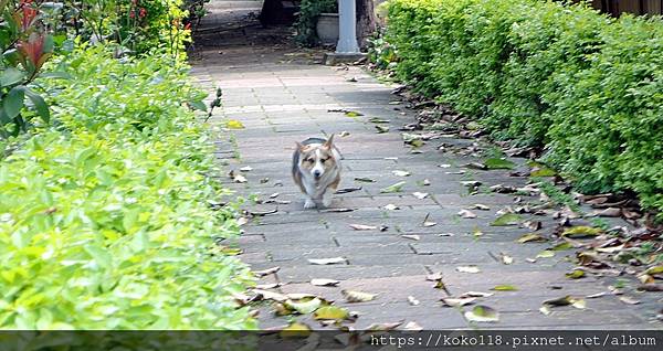 112.4.2 東山濕地生態教學公園外-柯基犬1.JPG