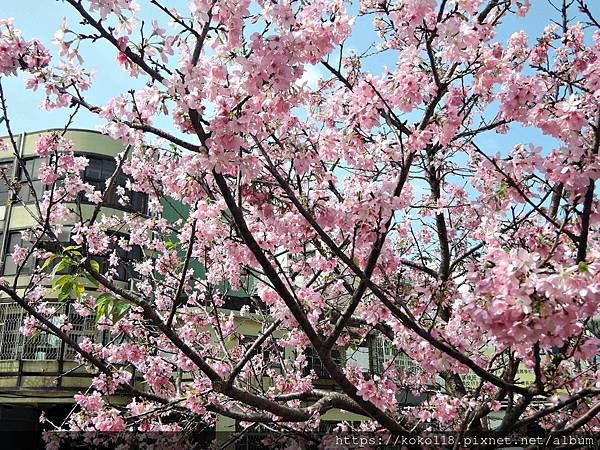 112.4.2 東山濕地生態教學公園外-富士櫻5.JPG