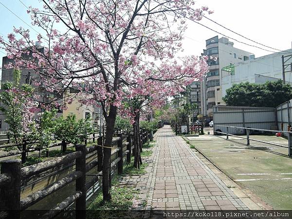 112.4.2 東山濕地生態教學公園外-富士櫻9.JPG