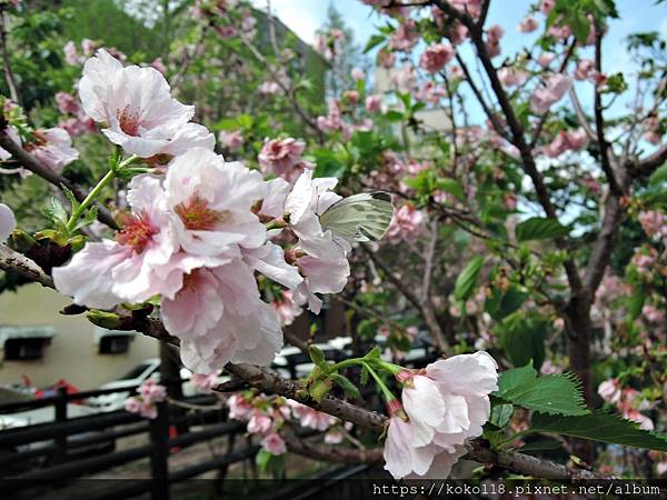 112.4.2 東山濕地生態教學公園外-墨染櫻,台灣紋白蝶1.JPG