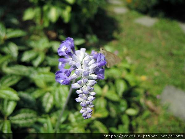 112.4.2 東山濕地生態教學公園-粉萼鼠尾草,黑星弄蝶.JPG