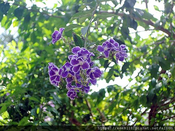 112.4.2 東山濕地生態教學公園-蕾絲金露花.JPG