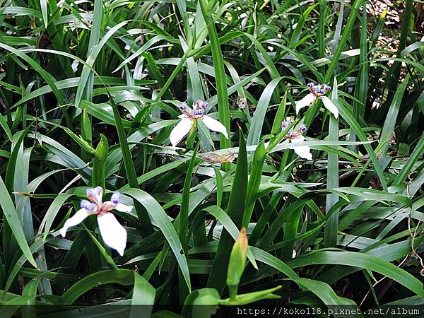 112.4.3 十八尖山-巴西鳶尾6.JPG