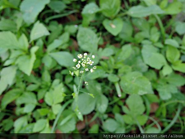 112.4.3 陽明交通大學博愛校區-薺菜.JPG