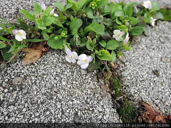 112.4.6 東山濕地生態教學公園外-通泉草.JPG