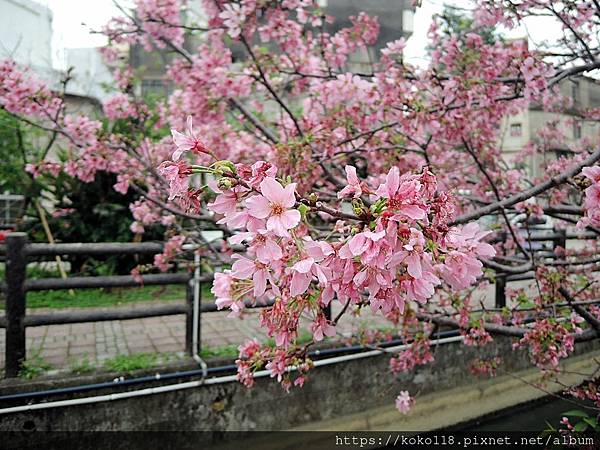 112.4.6 東山濕地生態教學公園外-富士櫻6.JPG