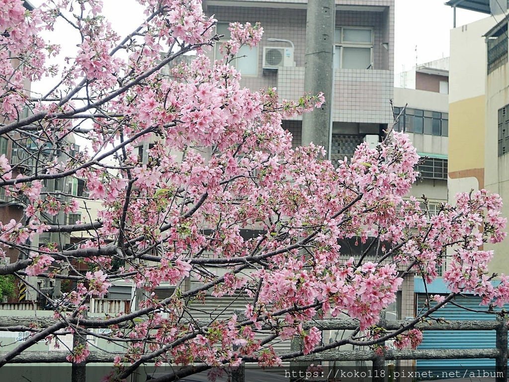 112.4.6 東山濕地生態教學公園外-富士櫻8.JPG