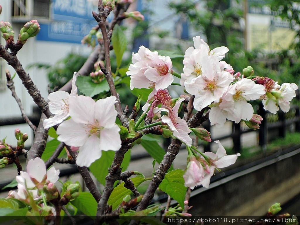 112.4.6 東山濕地生態教學公園外-墨染櫻2.JPG