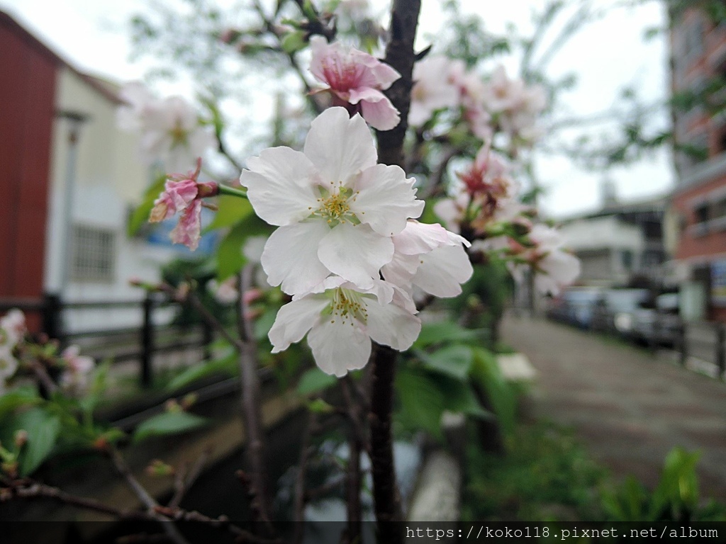 112.4.6 東山濕地生態教學公園外-墨染櫻3.JPG