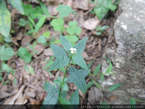 112.4.8 十八尖山-光葉豐花草.JPG