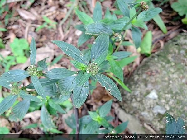 112.4.8 十八尖山-光葉豐花草4.JPG