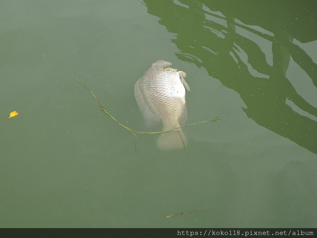 112.4.11 新竹公園-魚.JPG