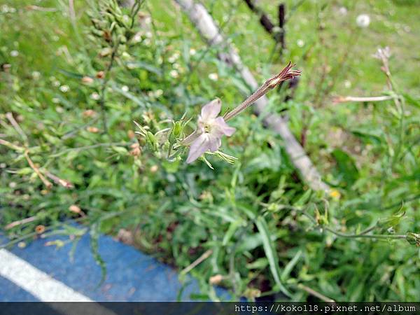 112.4.11 新竹公園-皺葉煙草.JPG