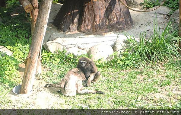 112.4.11 新竹動物園-灰長臂猿1.JPG