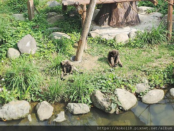 112.4.11 新竹動物園-灰長臂猿2.JPG