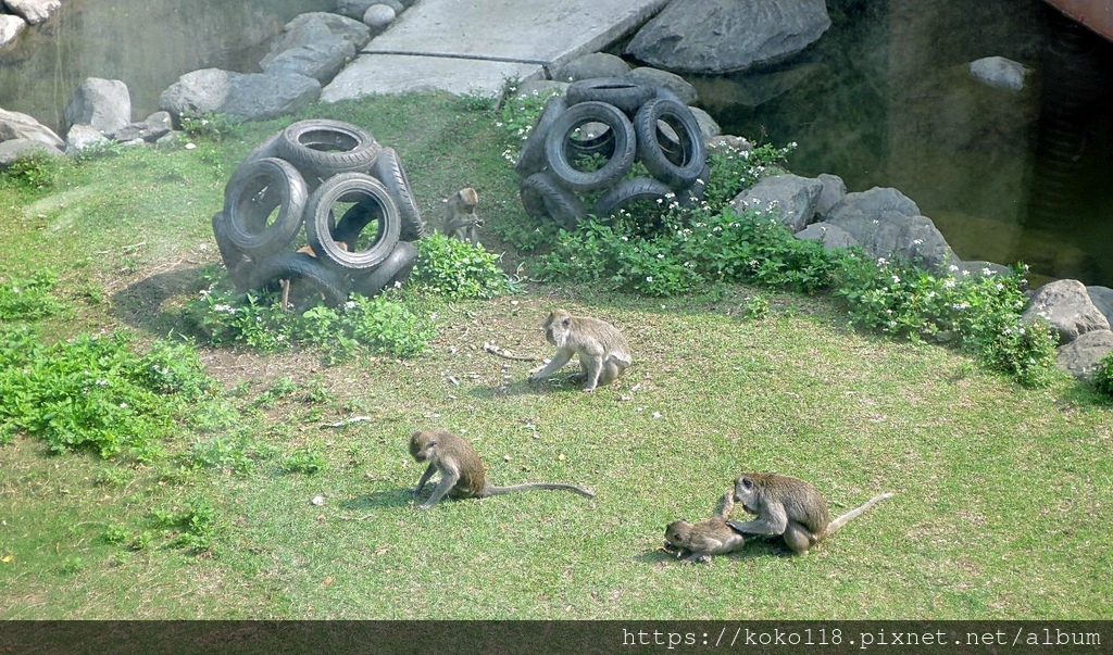 112.4.11 新竹動物園-馬來猴1.JPG