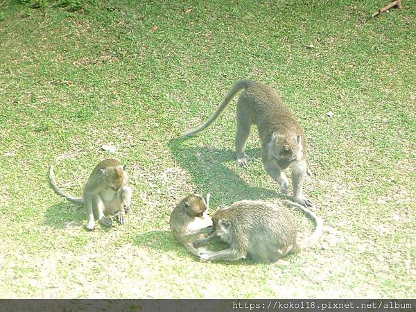 112.4.11 新竹動物園-馬來猴5.JPG