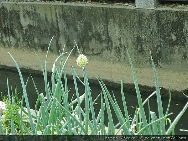 112.4.19 陽明交通大學博愛校區外-蔥(花)1.JPG