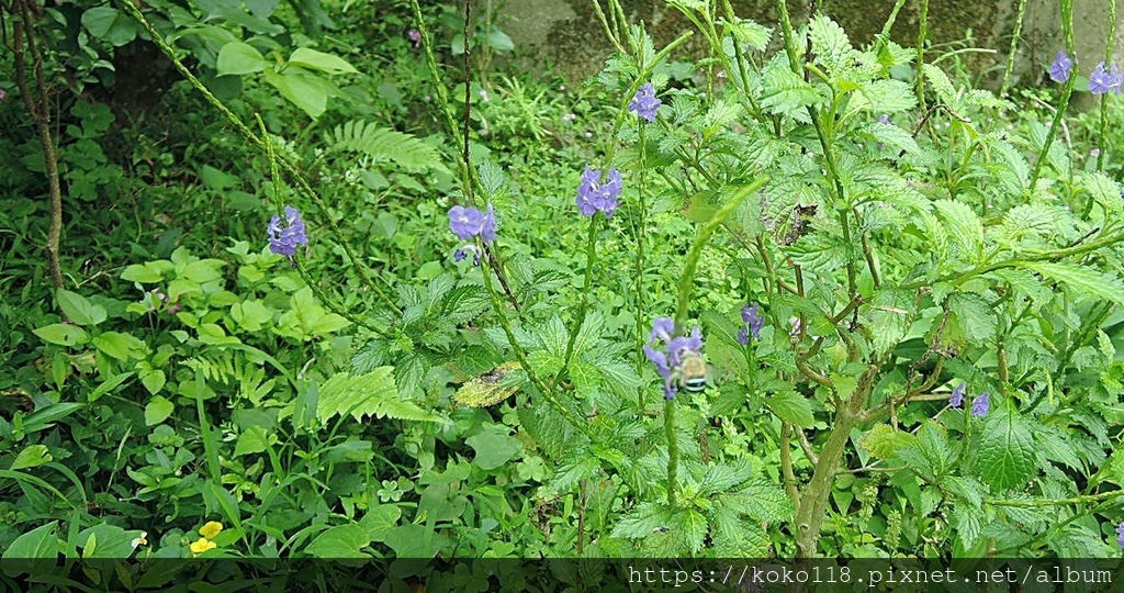 112.4.27 十八尖山-長穗木,青條花蜂.JPG