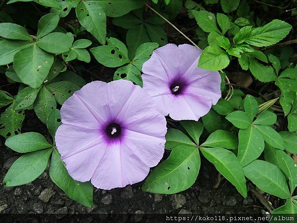 112.4.27 十八尖山-牽牛花.JPG