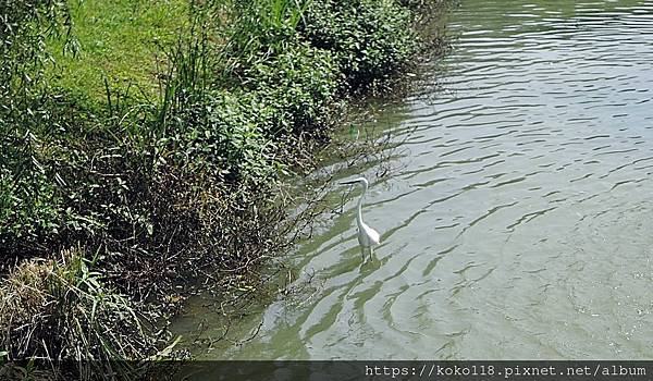 112.4.28 新竹公園-白鷺鷥1.JPG