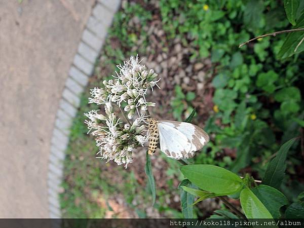 112.4.28 新竹公園-昆蟲館-後凸蝶燈蛾2.JPG