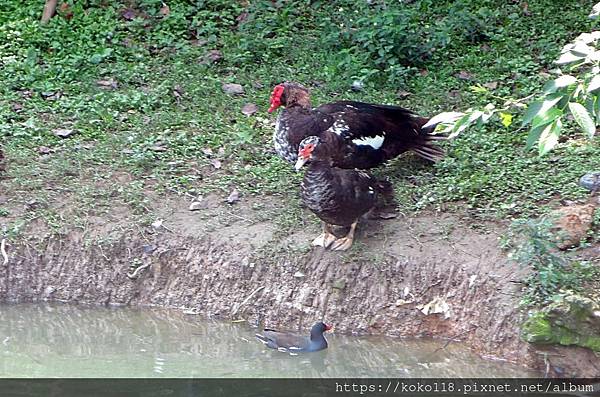 112.4.28 新竹公園-紅冠水雞,鴨子2.JPG